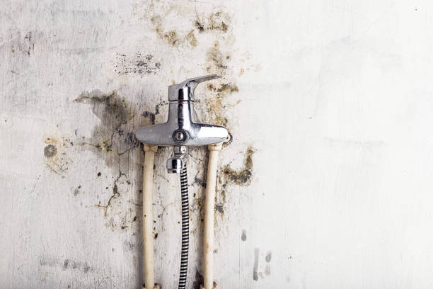 Professional Mold Removal in Doniphan, MO