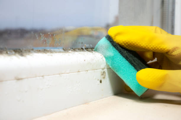 Best Attic Mold Removal  in Doniphan, MO