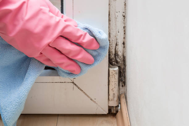 Best Office Mold Removal Services  in Doniphan, MO